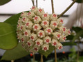 hoya parasitica 01