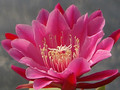epicactus mylady 63 0452