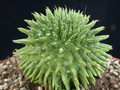 euphorbia suzannae 04