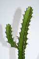 euphorbia waterbergensis 4039