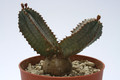 euphorbia tubiglans 7872