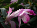 schlumbergera hatherton charm 214