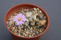 conophytum marginatum haramoepense 0156