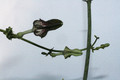 ceropegia juncea 9874