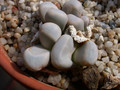 lithops olivacea 05