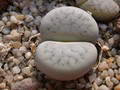 lithops pseudotruncatella dendritica pulmonucula c71 02