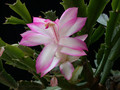 schlumbergera hatherton charm 203