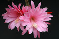 aporocactus priscilla 2297