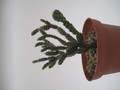 schlumbergera opuntioides im 7746