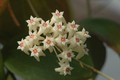 hoya nicholsonia 8831 05