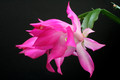 schlumbergera nonoco 5933