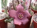 stapelia comparabilis 01