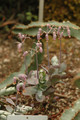 kalanchoe fedtschenkoi 01