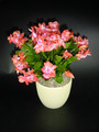 schlumbergera beach dancer 01