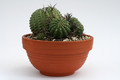 euphorbia stellaspina klein  9510