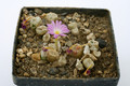 conophytum ectypum umdaus 0893