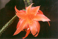 aporocactus orange queen