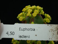 euphorbia ledinii 04