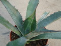 agave avellanidens 4896