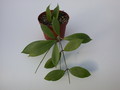 hoya camphorifolia 1408