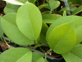 hoya sp 9188 01
