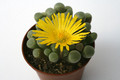 fensteraria aurantiaca 0881