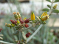 kalanchoe orgyalis 01