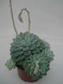 echeveria albicans 8283