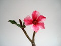 adenium thank mom 03