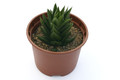 haworthia armstrongii 1473