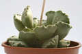 adromischus cristatus 8000