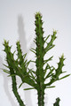 euphorbia zoutpanbergensis 4021