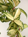 hoya carnosa melanie 3921