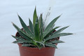 agave schidigera mesa de los negros 2