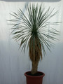 yucca rostrata 1488