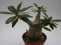 pachypodium rosulatum 753