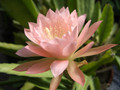 eh tk 0501 0007