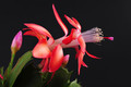 schlumbergera jolly dancer 002