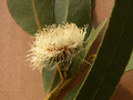 eucalyptus 03