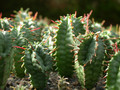 euphorbia horrida noorsveldensis1