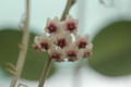 hoya obovata hort 02