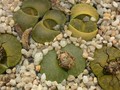 lithops lesliei cv albinica1