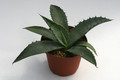 agave marmorata 0177