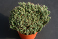 euphorbia submammillaris 0377