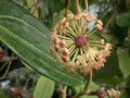 hoya polystachya 0135 01