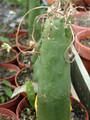 senecio deflersii