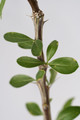 fouquieria leonilae 0863