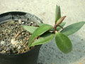 monadenium montanum rubellum es1775 03