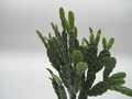 schlumbergera opuntioides 7718