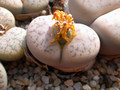 lithops pseudotruncatella c315 01